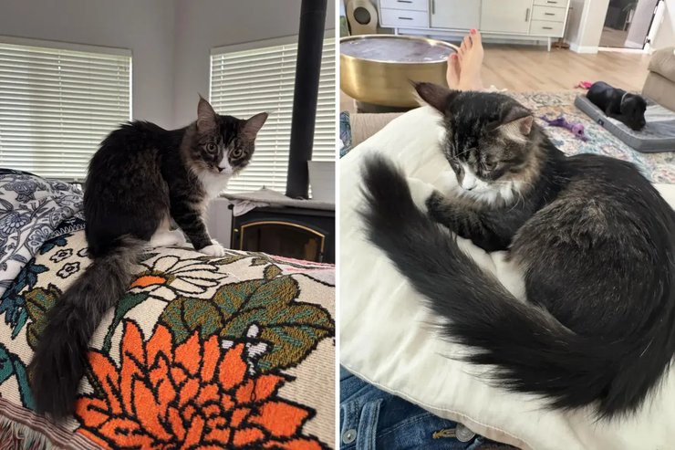 кошка