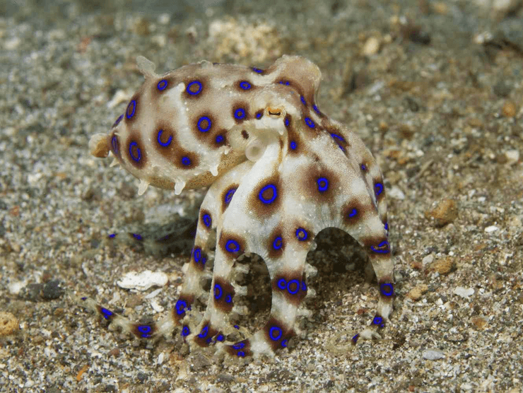 голубокольчатый осьминог