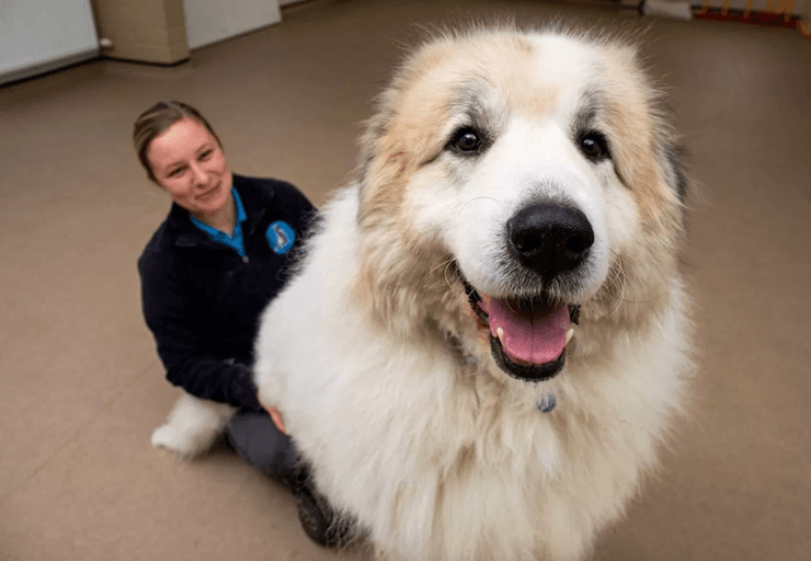 Гигантский пиренейский пес в приюте для животных