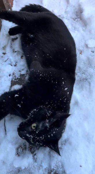 Кошка кувыркается в снегу, наслаждаясь первой зимней прогулкой