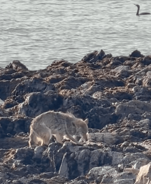 Дикое животное на скалистом берегу Алькатраса