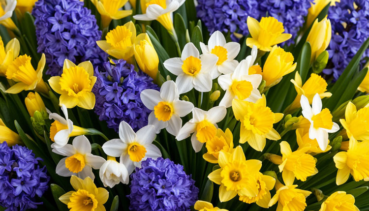 Какие цветы дарят на 8 марта жене, маме, коллеге: значение цветов, идеи и тренды