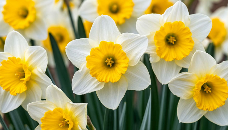 Какие цветы дарить по фэн-шуй: выбираем букет для удачи, любви и денег