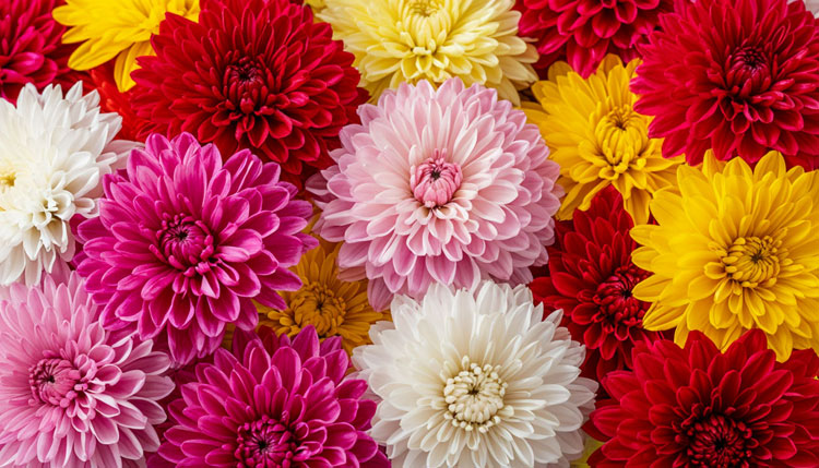 Какие цветы дарить по фэн-шуй: выбираем букет для удачи, любви и денег