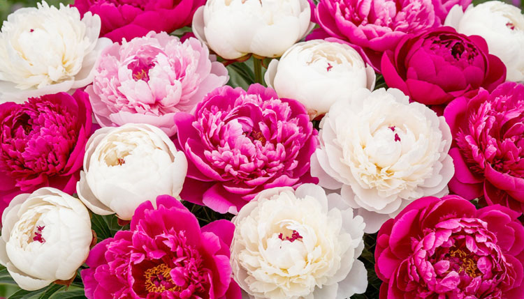 Какие цветы дарить по фэн-шуй: выбираем букет для удачи, любви и денег