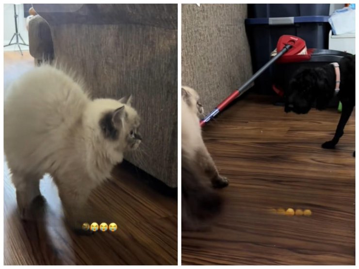 гималайский котенок